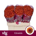 Chrysanthemum Krüsanteem SANTINI Edvaldo*25
