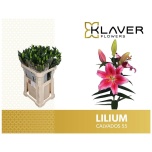 Lilium Liilia OR Calvados 85cm