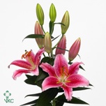 Lilium Liilia OR Calvados 90cm