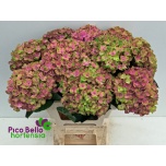 Hydrangea Hortensia Magic Coral 60cm*5