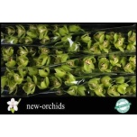 Cymbidium Tsümbiidium Ovati Emerald 80cm