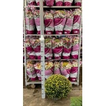 Chrysanthemum indi gardenmumsaic yellow 21cm