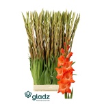 Gladiolus Gladiool Live Oak 100-110cm