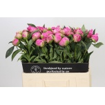 Paeonia Pojeng Jacorma 50-55cm