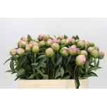 Paeonia Pojeng Jacorma 50-55cm