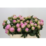 Paeonia Pojeng Jacorma 50-55cm