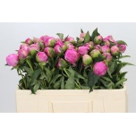Paeonia Pojeng Jacorma 50-55cm