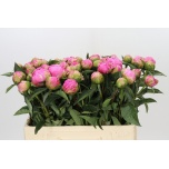 Paeonia Pojeng Jacorma 50-55cm