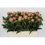 Paeonia Pojeng Jacorma 50-55cm