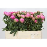 Paeonia Pojeng Jacorma 50-55cm