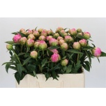 Paeonia Pojeng Jacorma 50-55cm