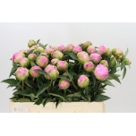 Paeonia Pojeng Jacorma 50-55cm