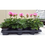 Pelargonium Pelargoon zon toscana sil anne 10cm