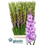 Gladiolus Gladiool Milka 120cm