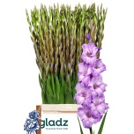 Gladiolus Gladiool Milka 120cm