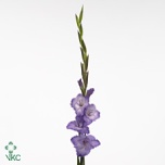 Gladiolus Gladiool Milka 125cm