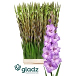 Gladiolus Gladiool Milka 125cm