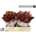 Photinia Fotiinia Red Robin 60cm