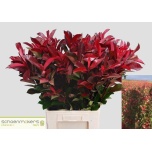 Photinia Red Robin 90cm (tk)