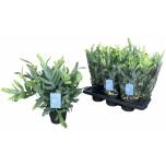 Phlebodium Blue Star 14cm