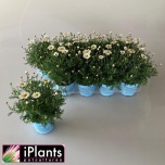 Argyranthemum Hõbekakar frut la rita compact white 12cm