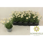 Argyranthemum Hõbekakar frut la rita compact white 12cm