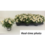 Argyranthemum frutescens la rita white