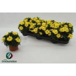 Argyranthemum Hõbekakar frut la rita yellow 10cm