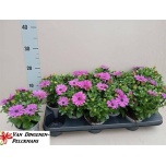 Osteospermum Kuldkakar flow Purple Blue 10,5cm
