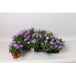 Petunia Petuunia famo sky blue 10,5cm