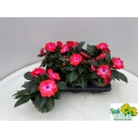 Impatiens Lemmalts colo Cerise Frost 13cm