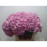 Hydrangea Hortensia Mammoet 80cm*5