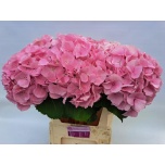 Hydrangea Hortensia Mammoet 80cm