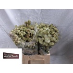 Astrantia Shaggy 45cm