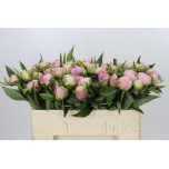 Paeonia Pojeng Pink Giant 50cm