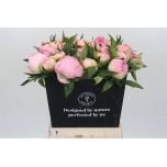 Paeonia Pojeng Pink Giant 50cm