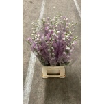 Delphinium Kukekannus Dewi Lady 70cm
