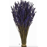 Lavandula Lavendel blue 45cm