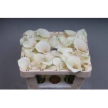 Zantedeschia Kalla Capt Ventura 45cm