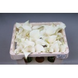 Zantedeschia Kalla Capt Ventura 45cm