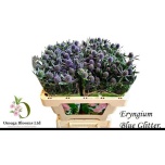 Eryngium Ogaputk Blue Glitter 50cm