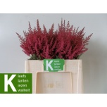Astilbe Paul Gaarde 60cm