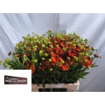Helenium autumn flirt	