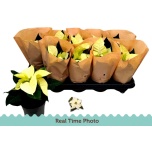 Euphorbia pulch Jõulutäht infinity polar 10,5cm