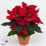 Euphorbia pulch Jõulutäht viking 23cm