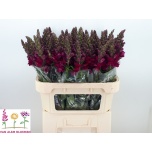 Antirrhinum Lõvilõug Op Red 75cm