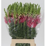 Antirrhinum Lõvilõug Potomac Cherry Rose/Pink 70cm