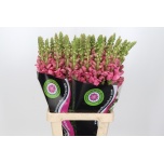 Antirrhinum Lõvilõug Potomac Cherry Rose/Pink 70cm