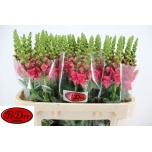 Antirrhinum Lõvilõug Cherry Rose 75cm