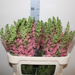 Antirrhinum Lõvilõug Cherry Rose 75cm